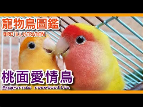 養鳥的人個性|【養鳥的人】養鳥的人暗藏什麼性格特質？揭秘與愛鳥性格的驚人。